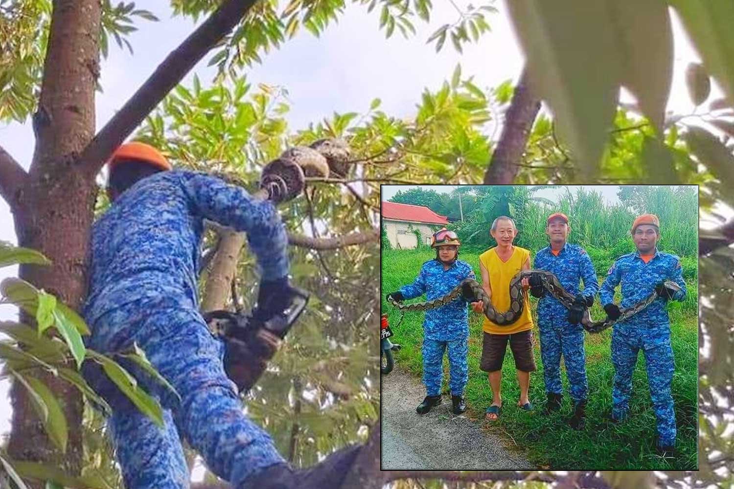 Riuh satu kampung ular Sawa besar 'tahap dewa' melingkar atas pokok durian
